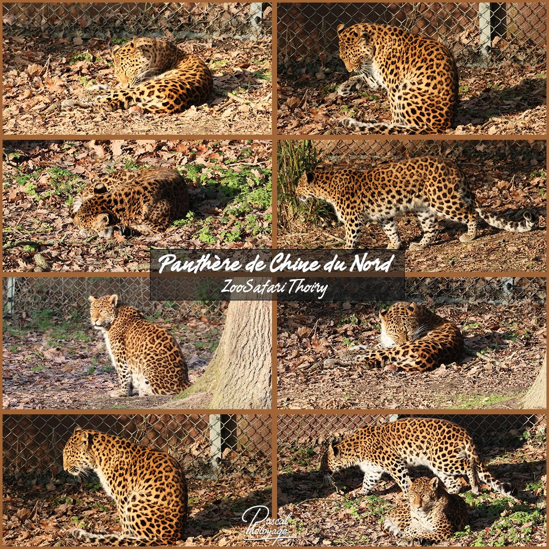 THOIRY - PANTHERE DE CHINE DU NORD 01 - LAYOUT 53 1080x1080.jpg